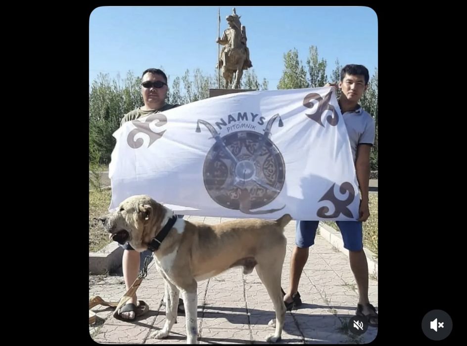 Продается молодой