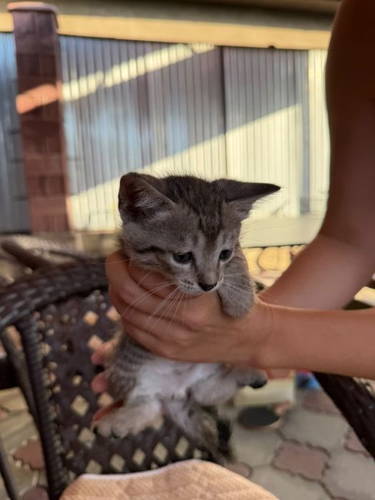 Котёнок в добрые руки