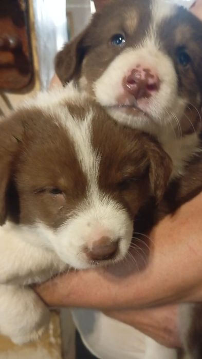 В самые добрые ручки