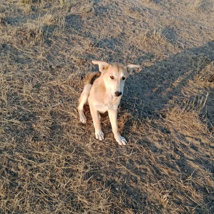 Күшік кепілдікпен