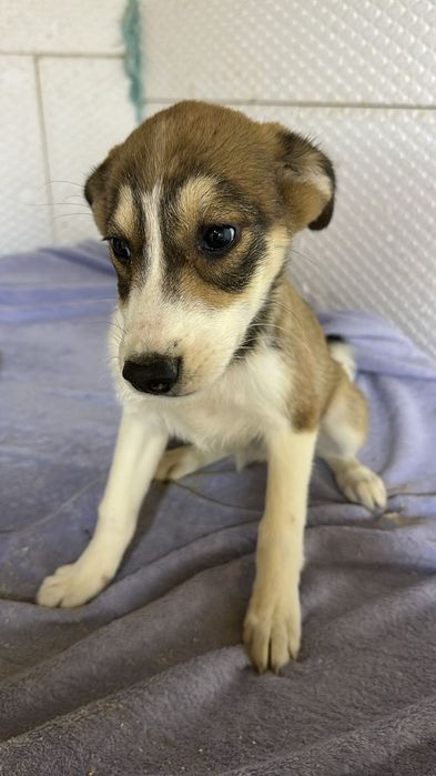 Ищу дом щенкам 4месяца