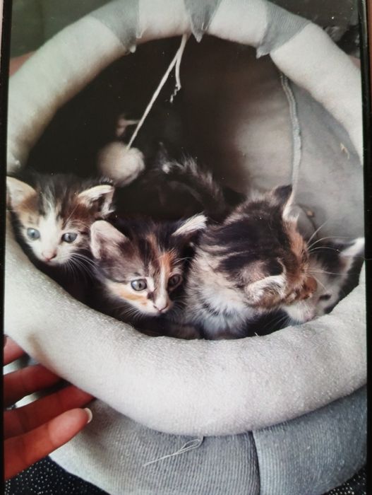 Котято в добрые руки