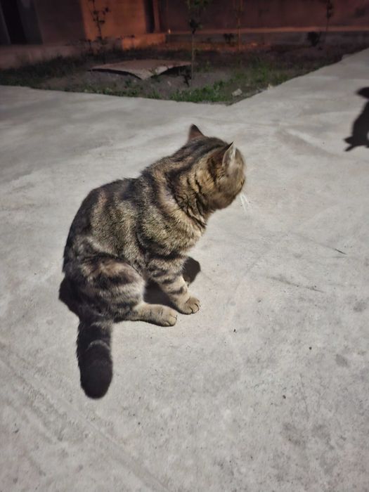 Кот 2.5 года скотиш страйт