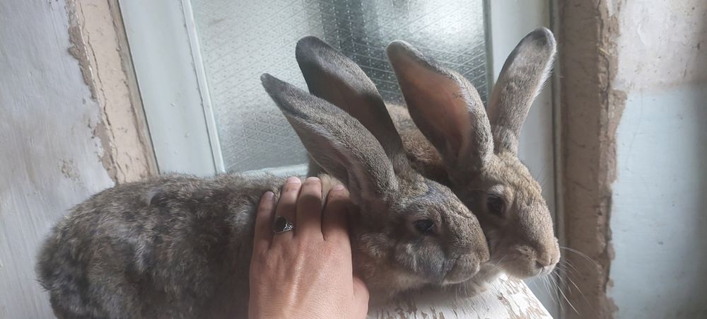 Фландр Ургочи Тошкент