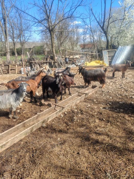 Vând 35 de capre la prețul de 500 de lei ( bucata ) cu iedul langa ele