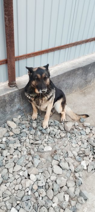 Овчарка немецкая