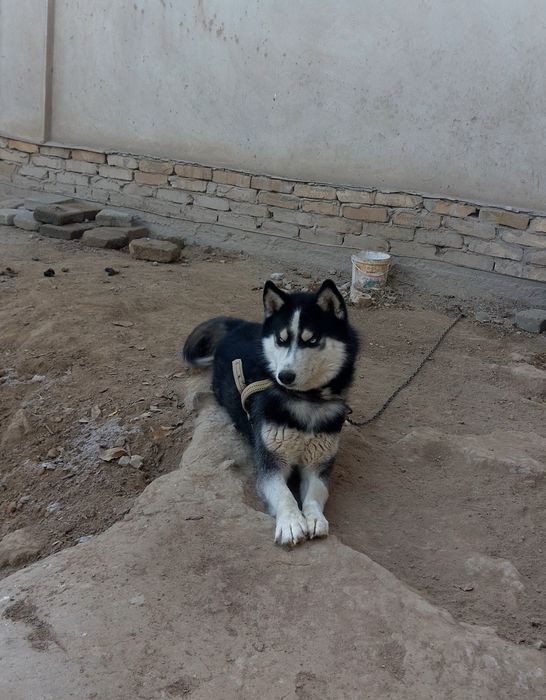 Хаски   сотилади