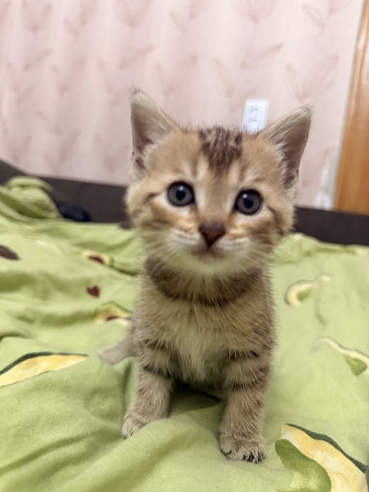 Отдам котят в добрые руки