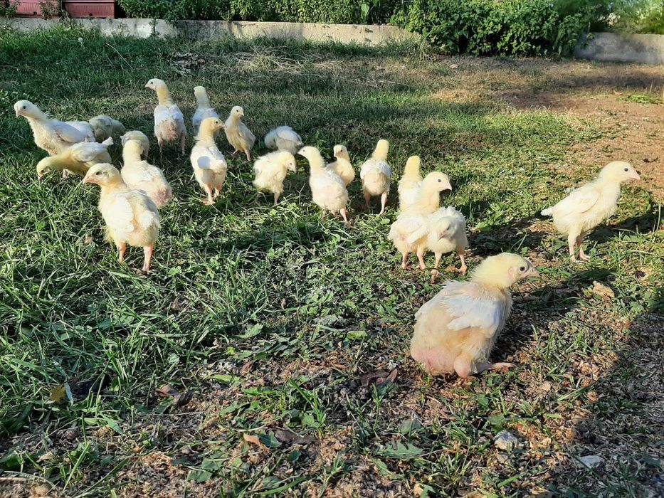 Продавам пилета бройлери