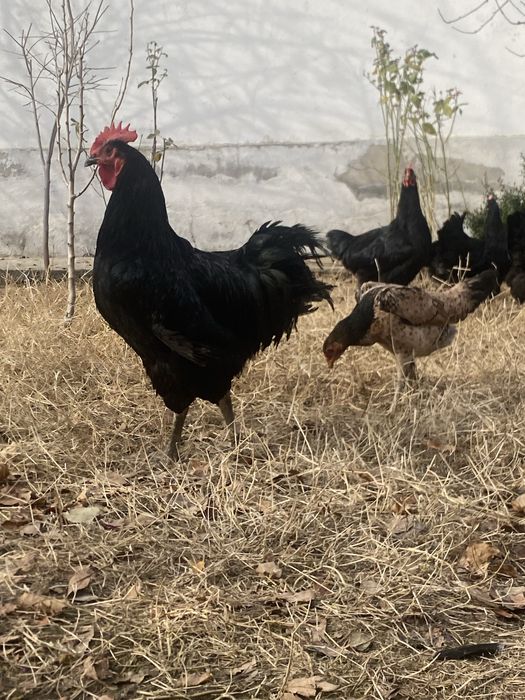 qora shaxzoda sotiladi