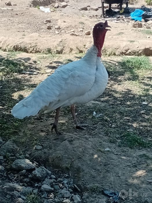 Oq kurka 1ta erkak 1ta urgʻochi