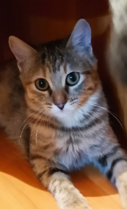Котенок в добрые руки
