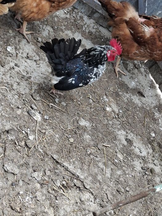 Vând cocoși pitici