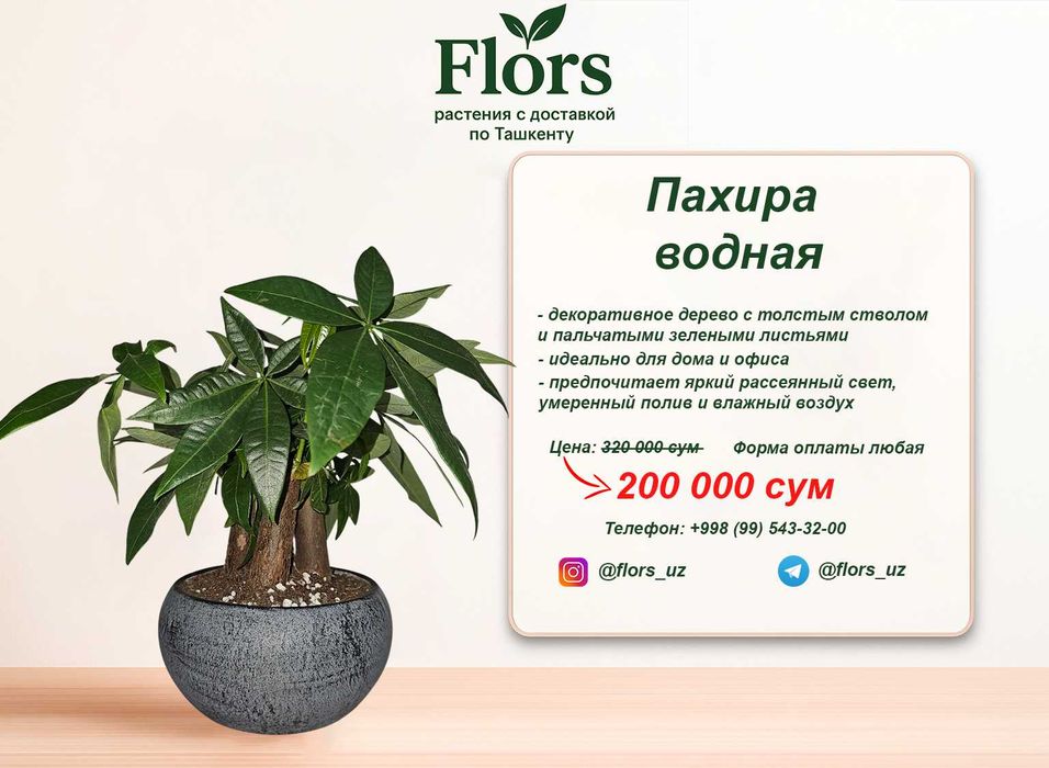 Цветы для дома и офиса - растение - Пахира водная