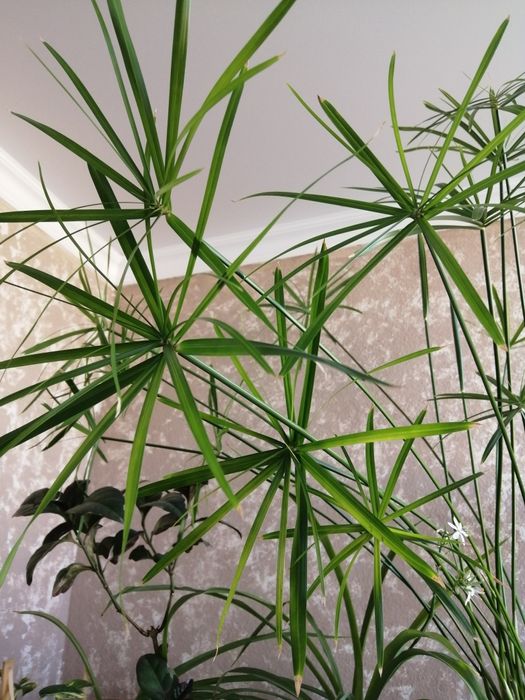 Циперус (болотная пальма )