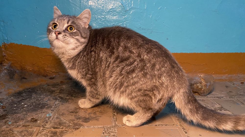 Кошка (6 мес) ищет дом