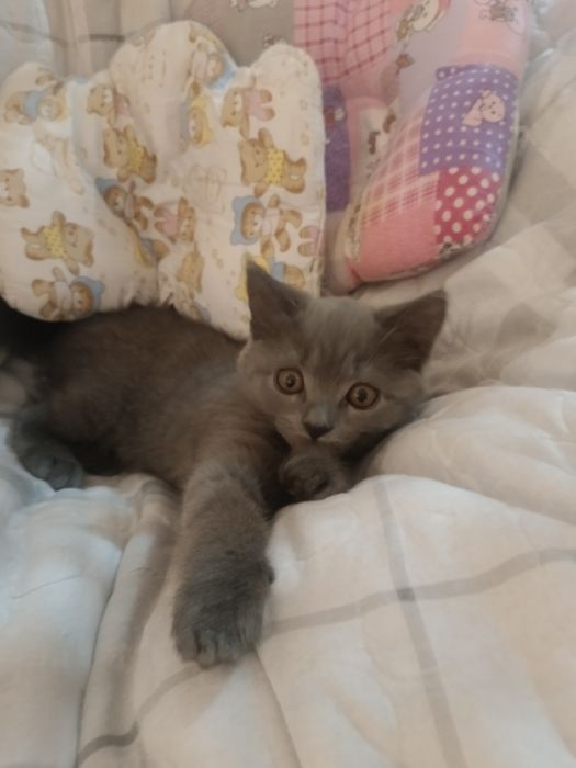 Mushukchalar sotiladi