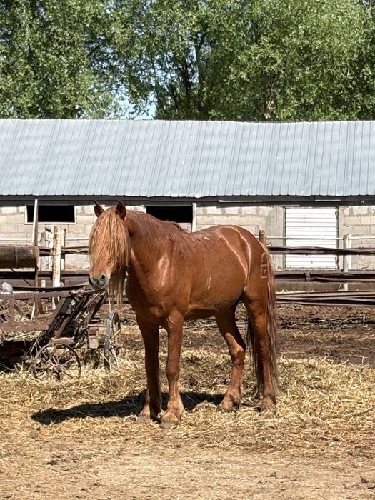 Лошадь кабыла с жеребенком и жеребец