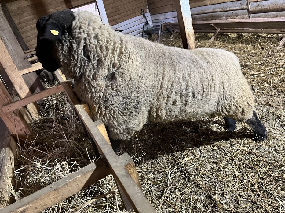 Berbec Suffolk nascut in ianuarie 2023