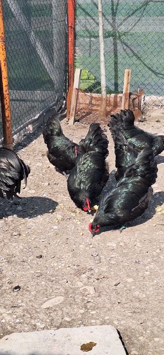 Oua de australorp de vanzare si gaini