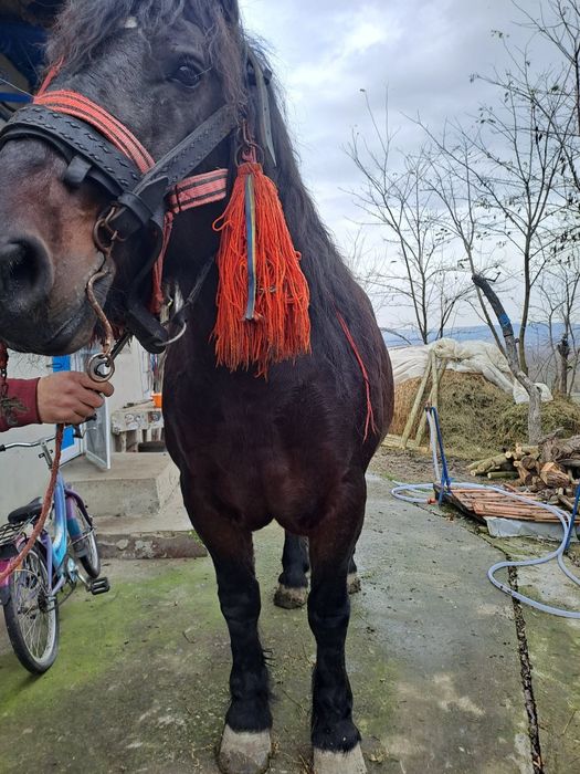 Iapa de vâzare iapa frumosa