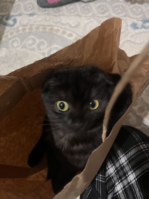 Отдаю кошку бесплатно