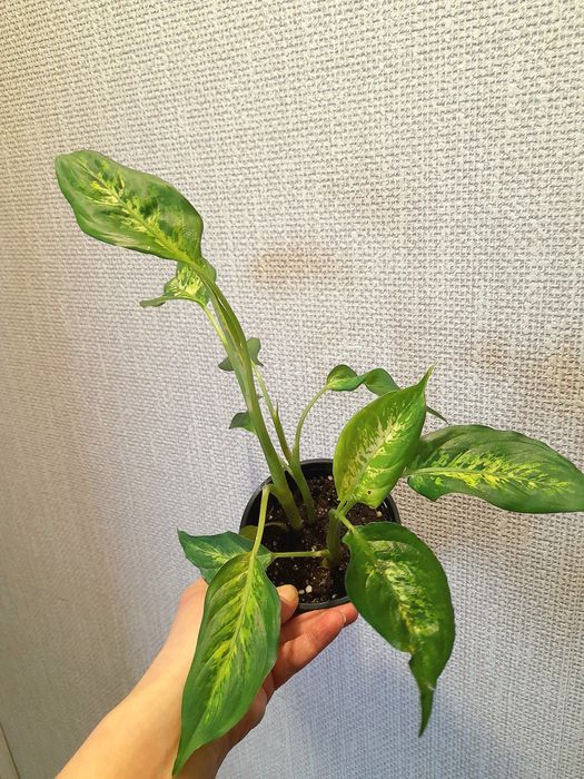 Продам Эпипремнум Марбл квин