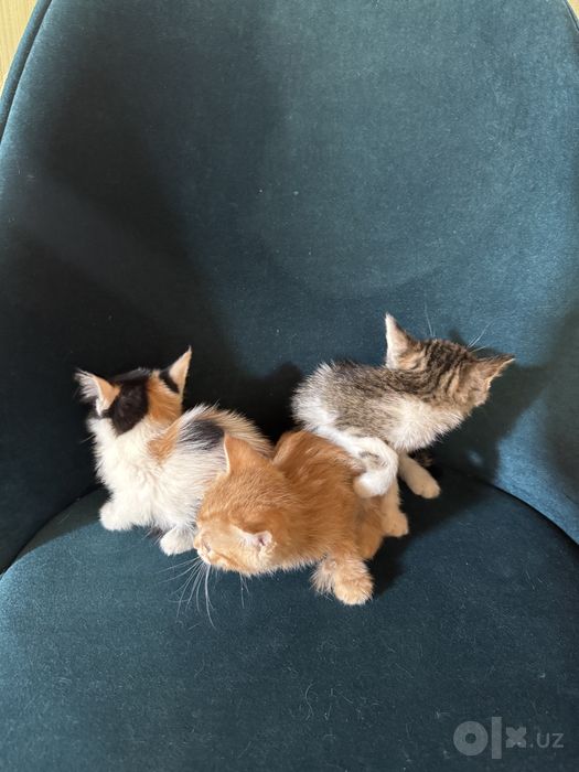 Котята отдам даром