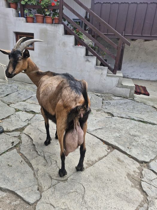 De vânzare, vițică și o capră