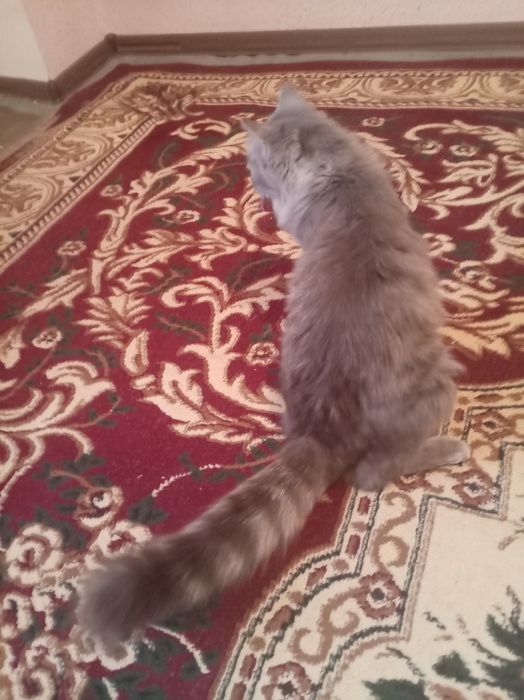 Мушук қизбола 1 йош бепул