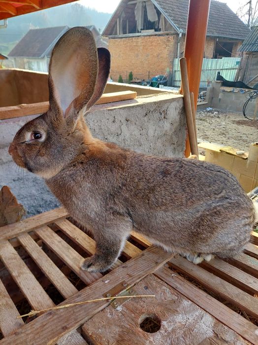 Iepuri urias german la vanzare