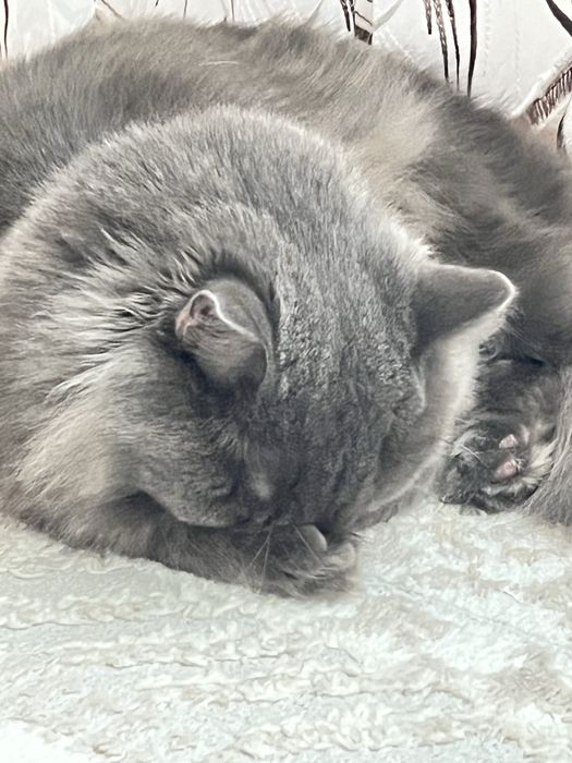 Кот в добрые руки (кастрирован)