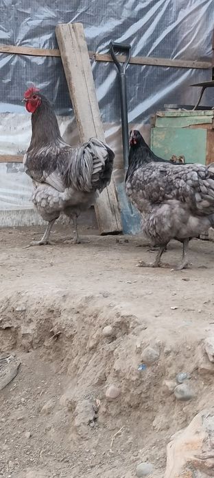 Джерсиски гегант тухум ва жужасига заказ оламиз