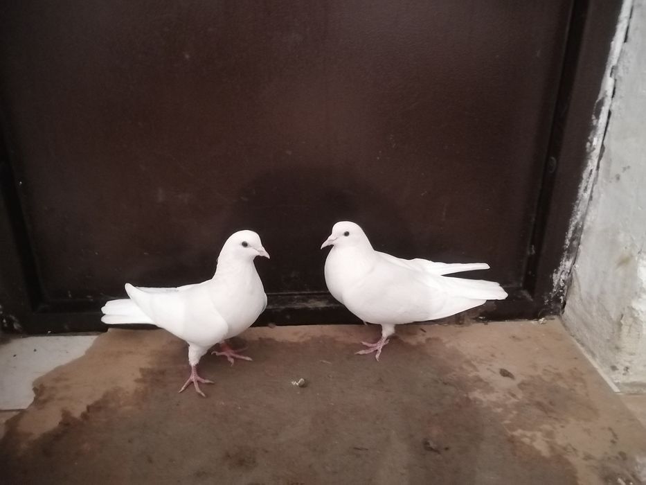 Көгершіндер сатылады