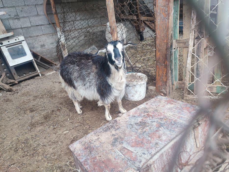 Буаз ешкі сатылады