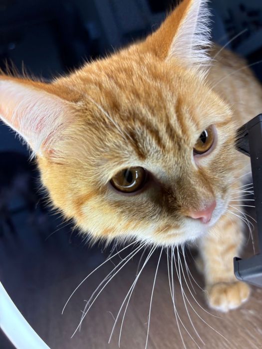 Отдам котенка в добрые руки