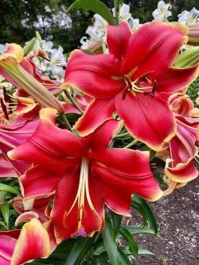 Vand gama larga de bulbi de criniii !