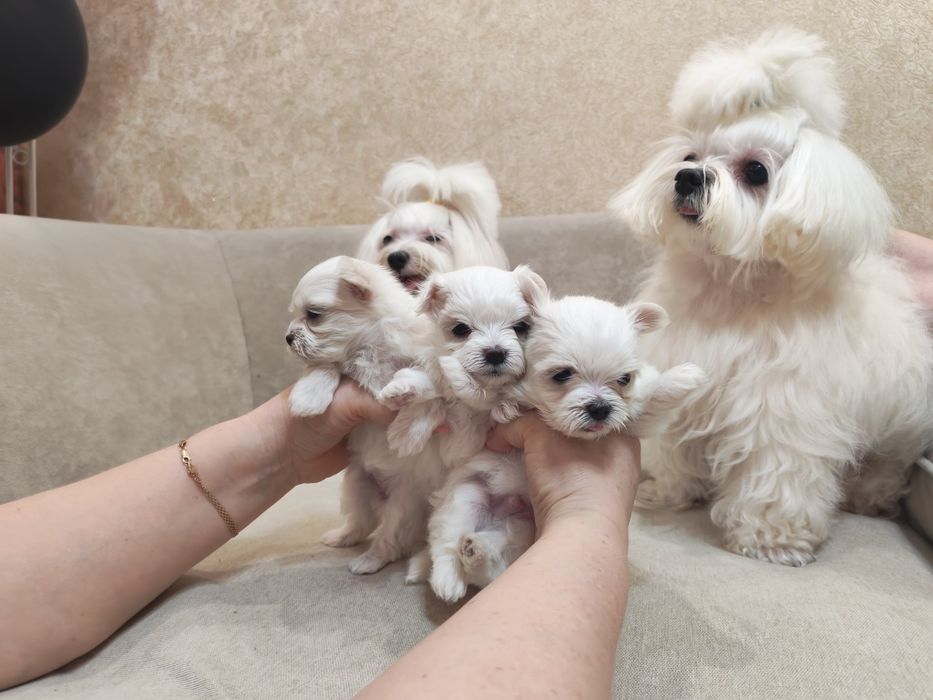 Продам щенко мальтийских болонок