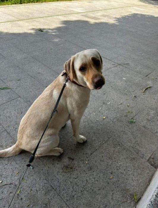 OFERTĂ! Labrador Retriver, la un pret modest