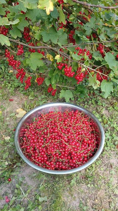 Butasi de catina, zmeura, mur, Cires Galben/pomi si arbusti fructiferi