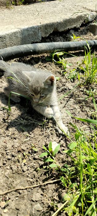 Подарявам 6 котенца