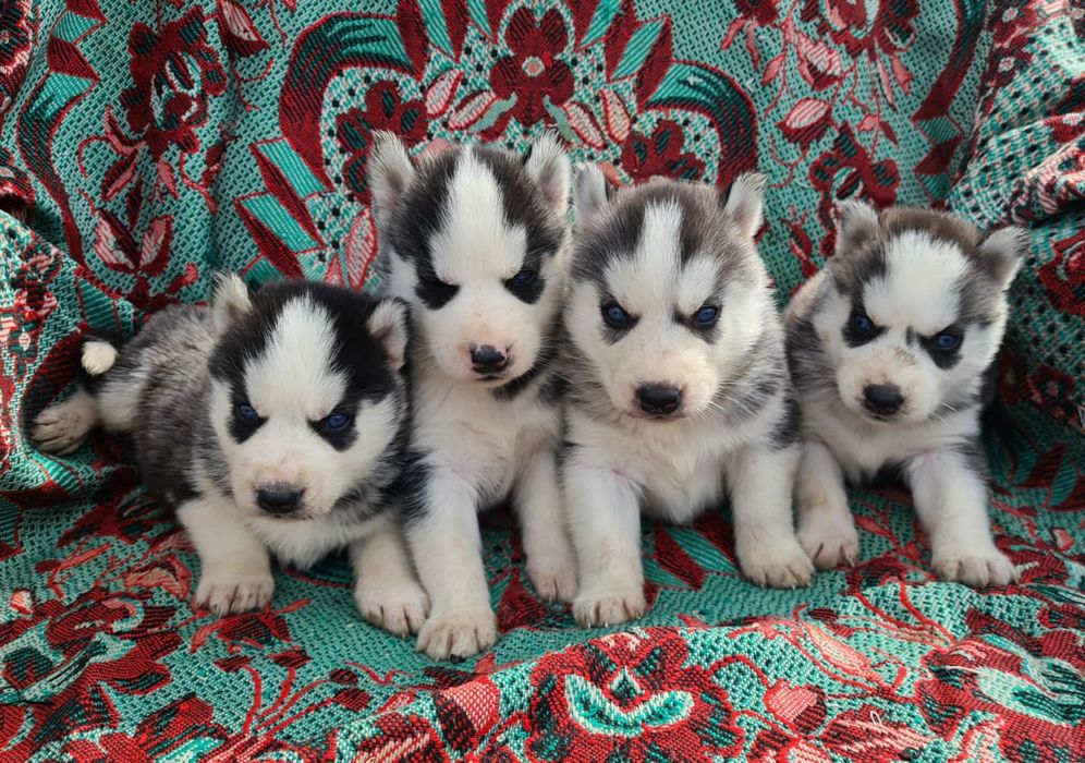 Продам щенков сибирской хаски.