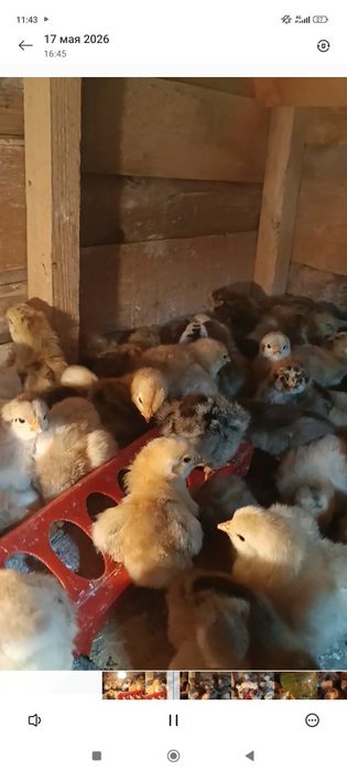 Кучин балапандар