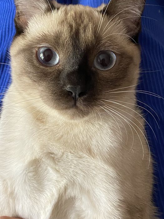 Сиамская кошка срочно сотилади
