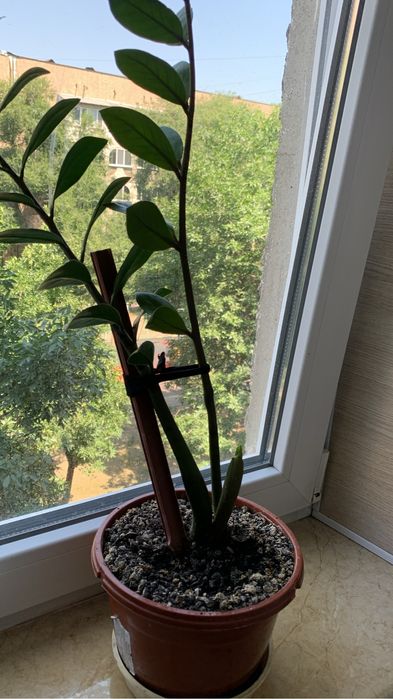 Продаю цветы «декабриста»розовые