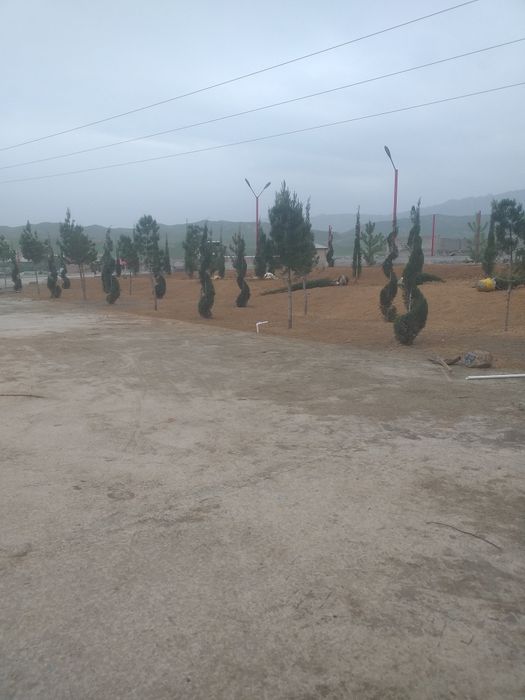 Gazon ekamiz lanshaft qilamiz