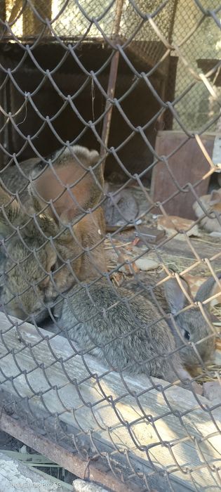 Крольчата возраст 1,5 месяца