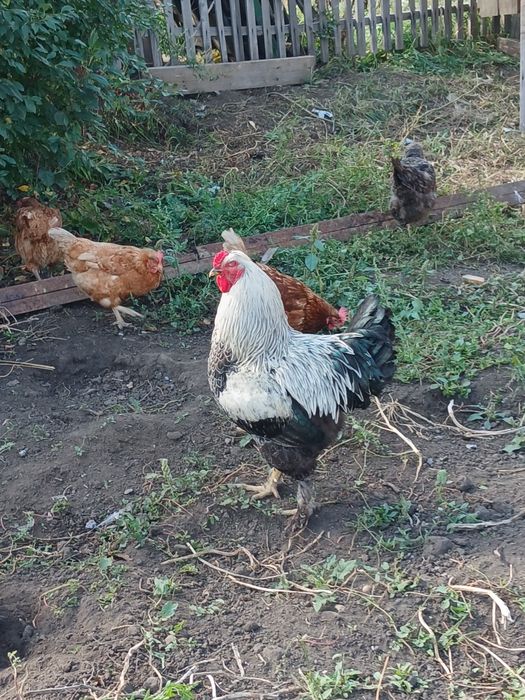 Продам петуха брама