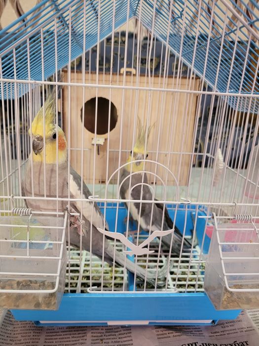 Корелла пара с клеткой и с кормом