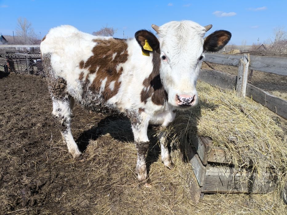 Продам телок годовалых